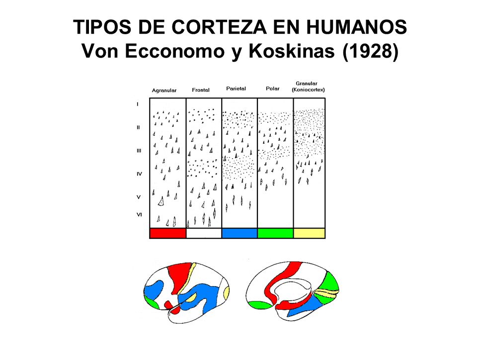 TIPOS DE CORTEZA EN HUMANOS Von Ecconomo y Koskinas (1928)‏