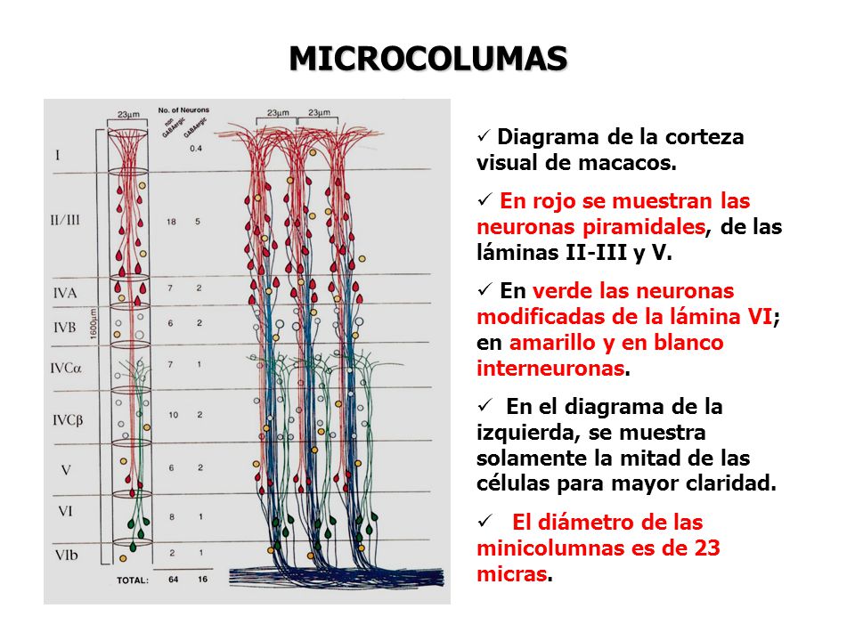MICROCOLUMAS Diagrama de la corteza visual de macacos. En rojo se muestran las neuronas piramidales, de las láminas II-III y V.