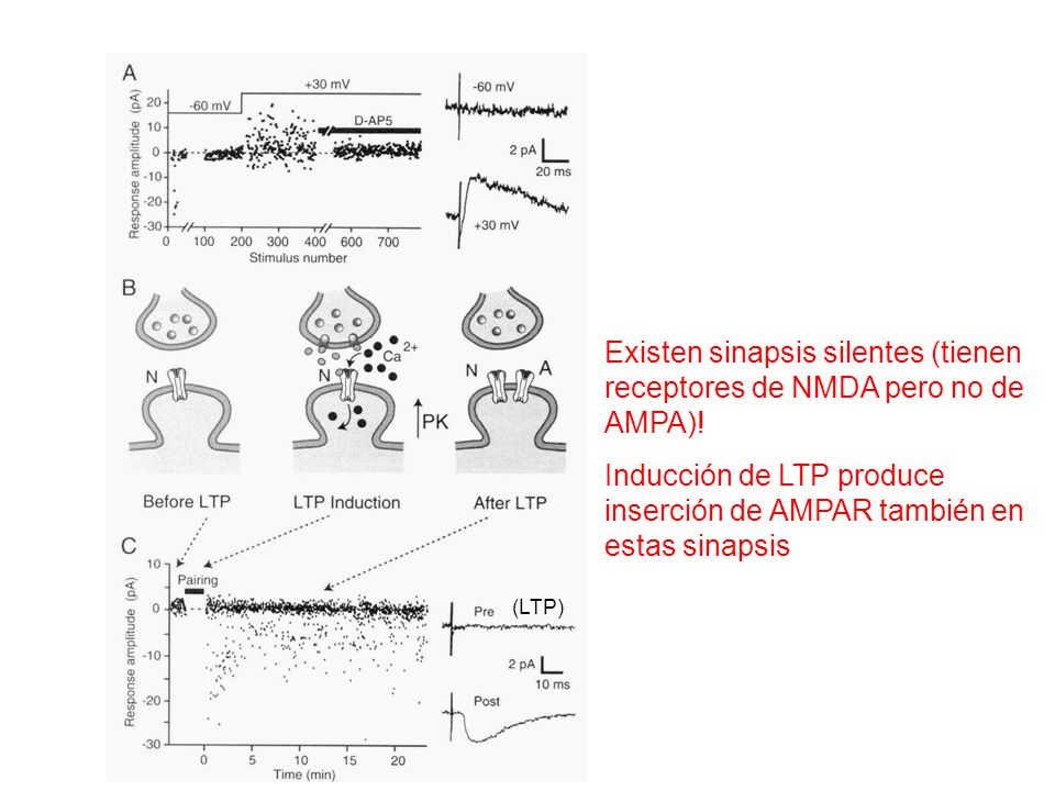 Existen sinapsis silentes (tienen receptores de NMDA pero no de AMPA)!