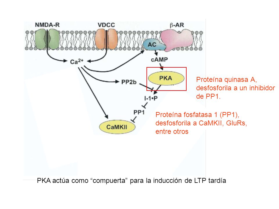 Proteína quinasa A, desfosforila a un inhibidor de PP1. Proteína fosfatasa 1 (PP1), desfosforila a CaMKII, GluRs, entre otros.