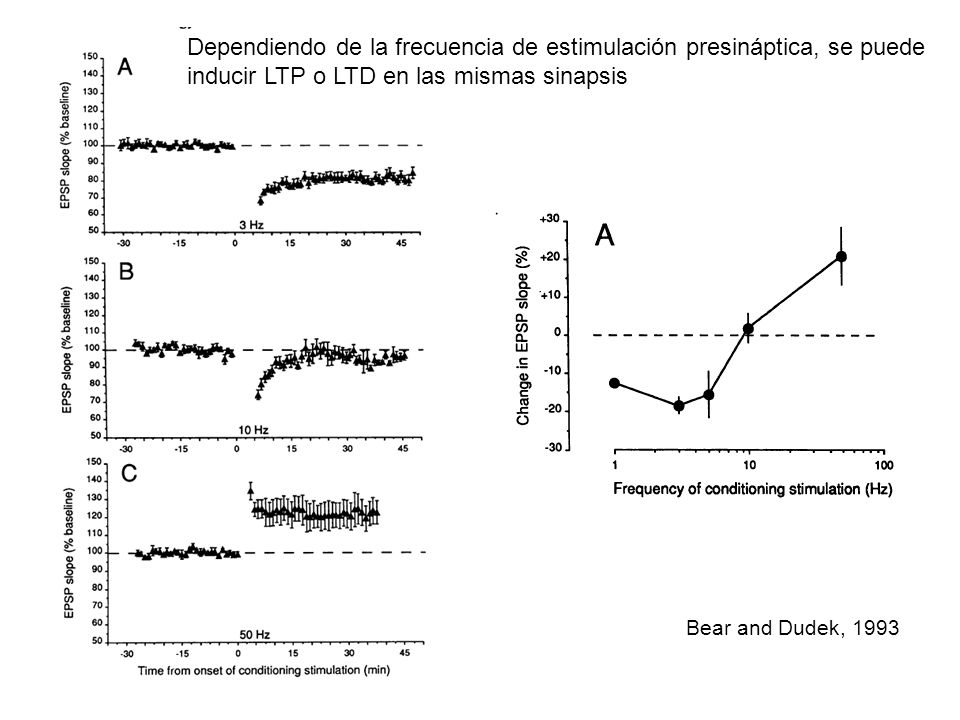 Dependiendo de la frecuencia de estimulación presináptica, se puede inducir LTP o LTD en las mismas sinapsis
