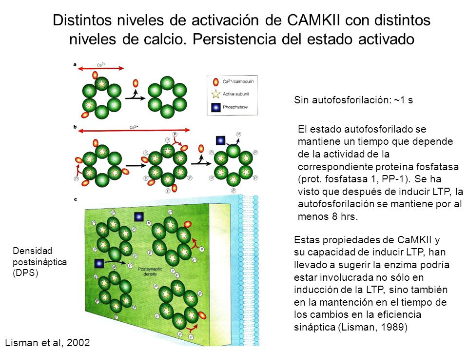 Distintos niveles de activación de CAMKII con distintos niveles de calcio. Persistencia del estado activado
