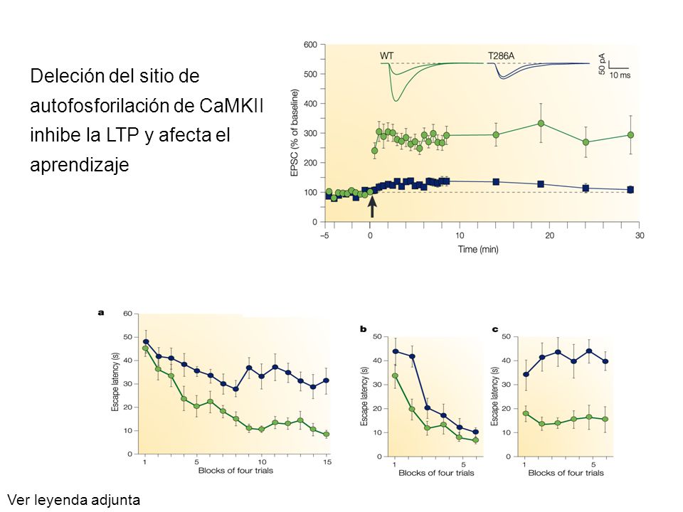 Deleción del sitio de autofosforilación de CaMKII inhibe la LTP y afecta el aprendizaje