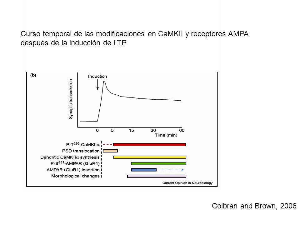 Curso temporal de las modificaciones en CaMKII y receptores AMPA después de la inducción de LTP