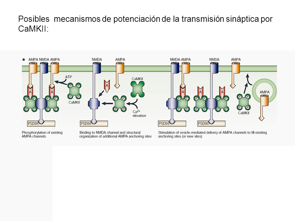 Posibles mecanismos de potenciación de la transmisión sináptica por CaMKII: