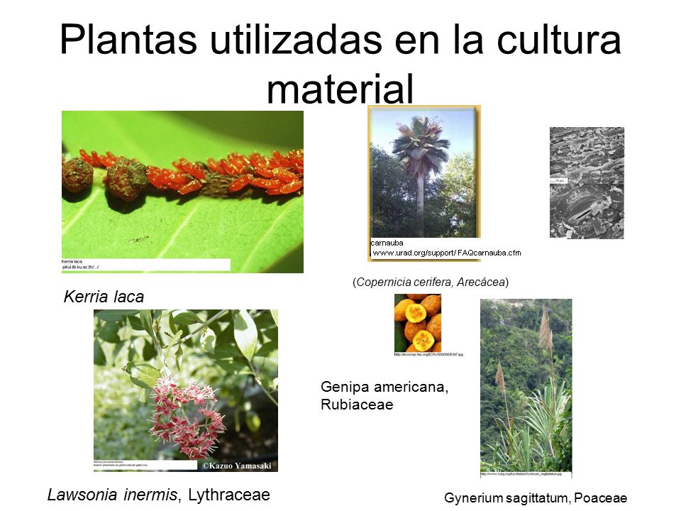 Plantas utilizadas en la cultura material
