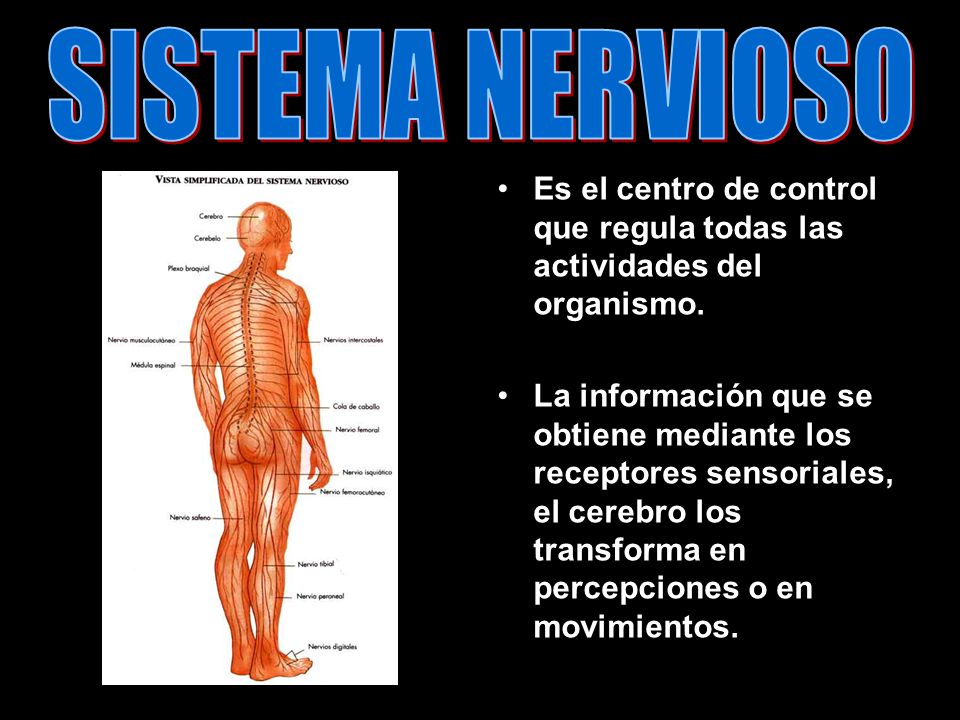 SISTEMA NERVIOSO Es el centro de control que regula todas las actividades del organismo.