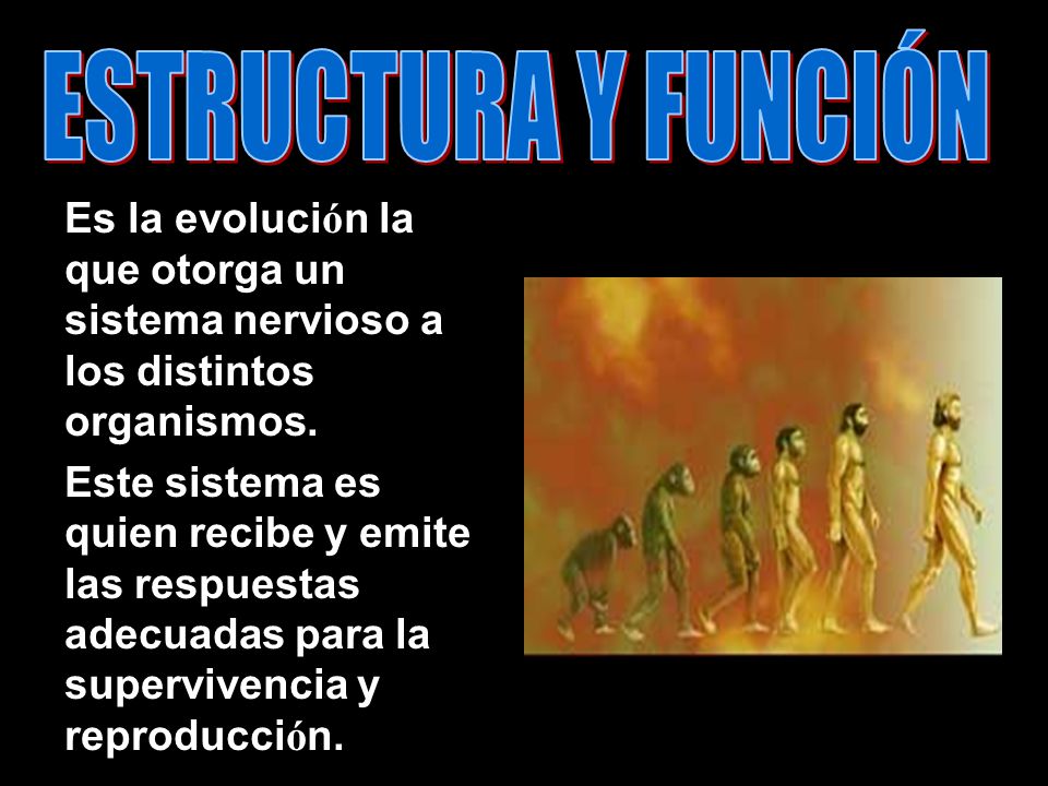 ESTRUCTURA Y FUNCIÓN Es la evolución la que otorga un sistema nervioso a los distintos organismos.