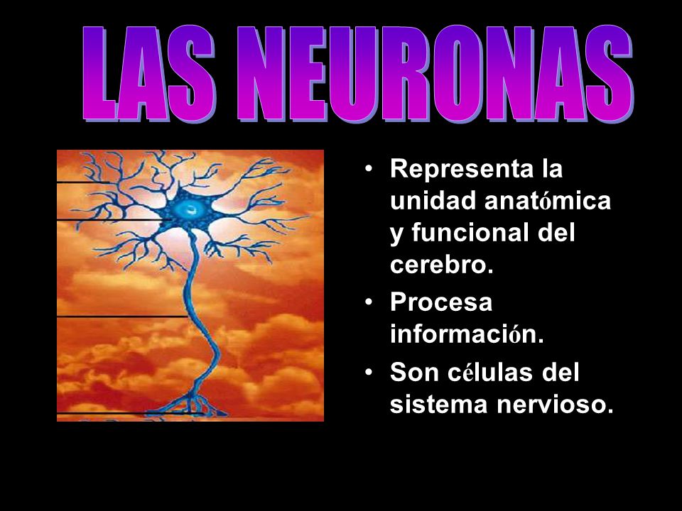 LAS NEURONAS Representa la unidad anatómica y funcional del cerebro.