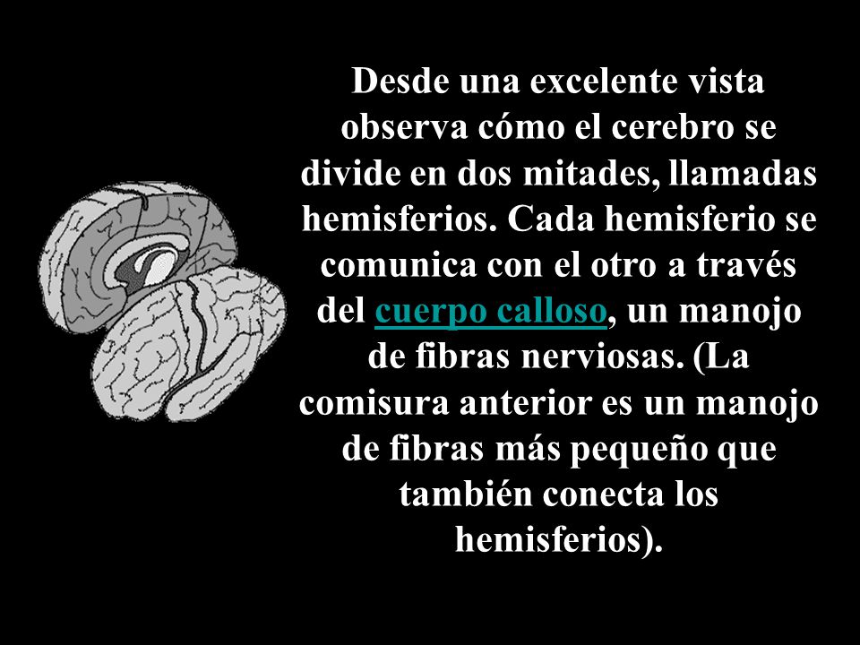 Desde una excelente vista observa cómo el cerebro se divide en dos mitades, llamadas hemisferios.