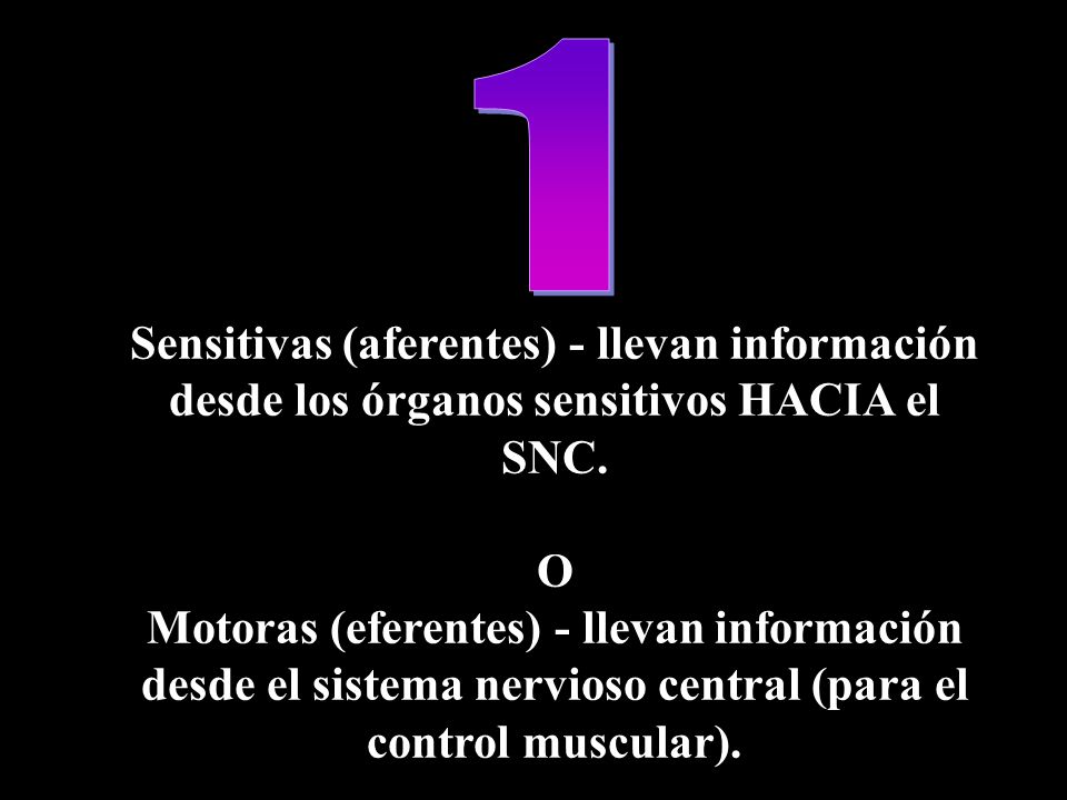 1 Sensitivas (aferentes) - llevan información desde los órganos sensitivos HACIA el SNC. O.
