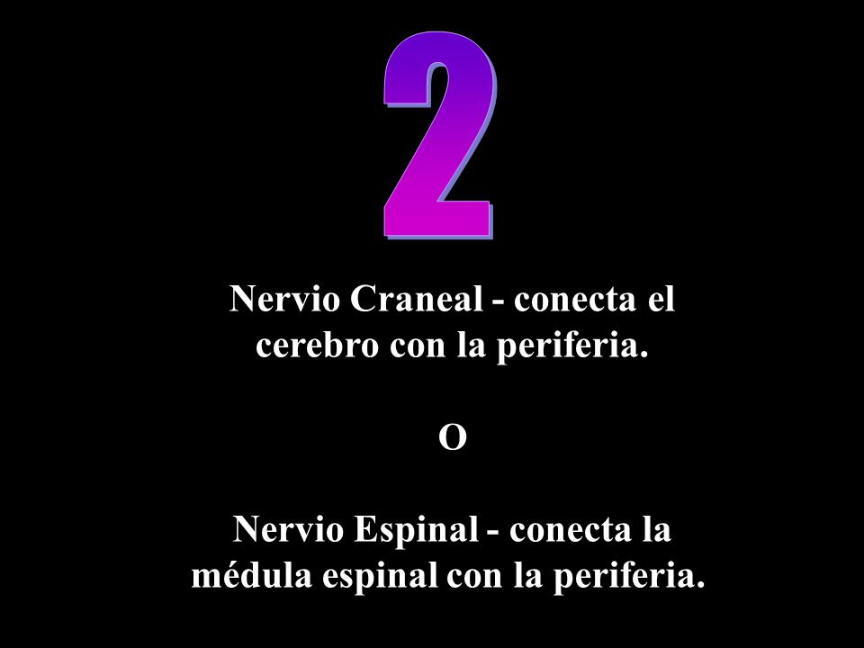 2 Nervio Craneal - conecta el cerebro con la periferia. O