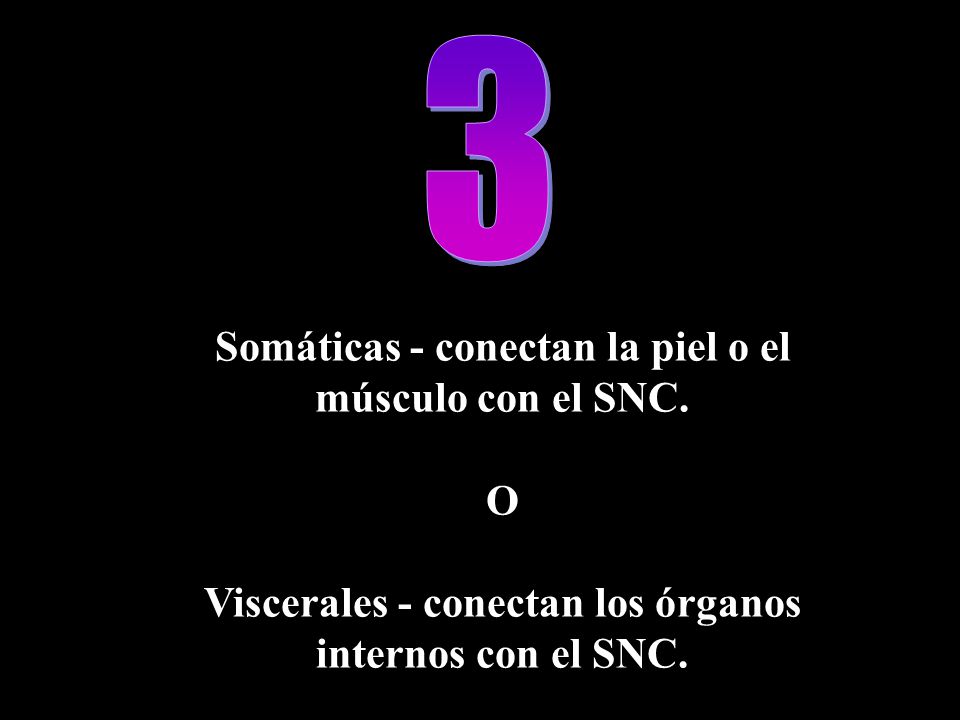 3 Somáticas - conectan la piel o el músculo con el SNC. O