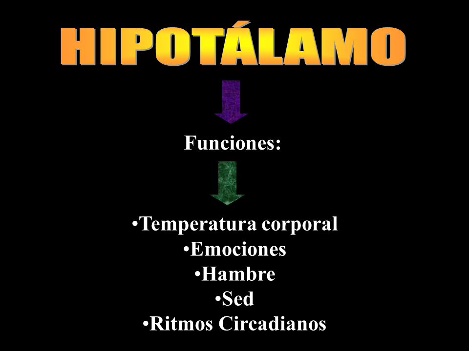 HIPOTÁLAMO Temperatura corporal Emociones Hambre Sed