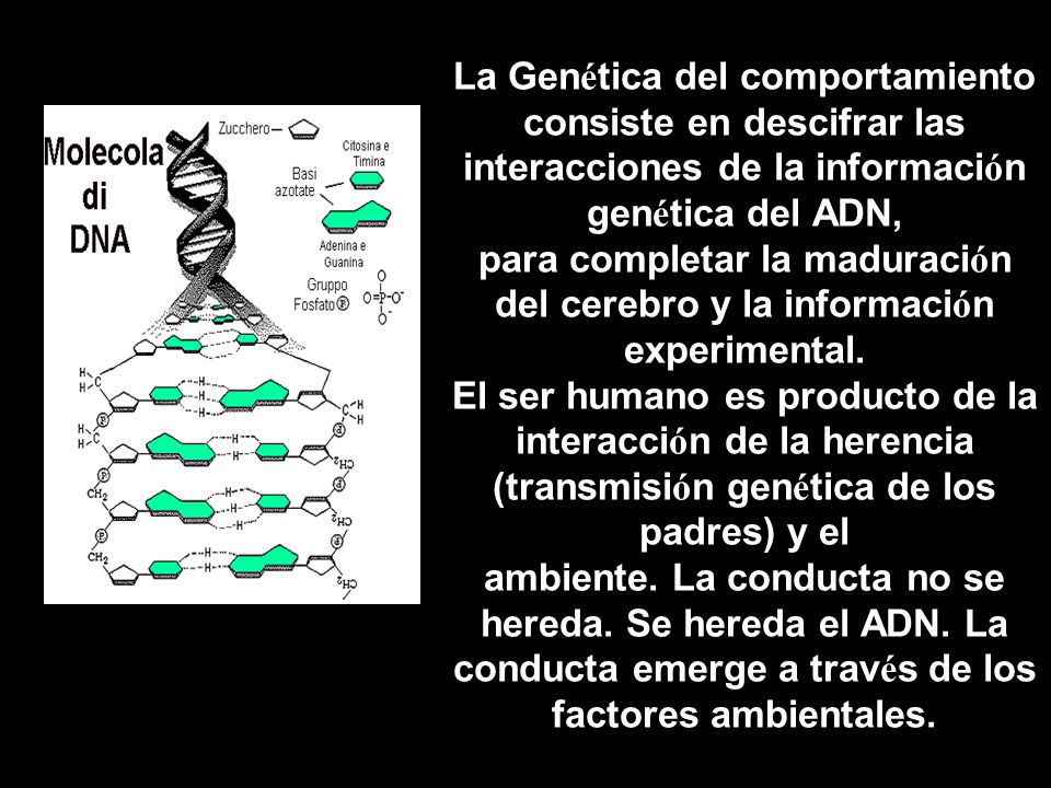 La Genética del comportamiento consiste en descifrar las interacciones de la información genética del ADN, para completar la maduración del cerebro y la información experimental.