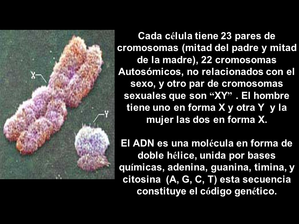 Cada célula tiene 23 pares de cromosomas (mitad del padre y mitad de la madre), 22 cromosomas Autosómicos, no relacionados con el sexo, y otro par de cromosomas sexuales que son XY .