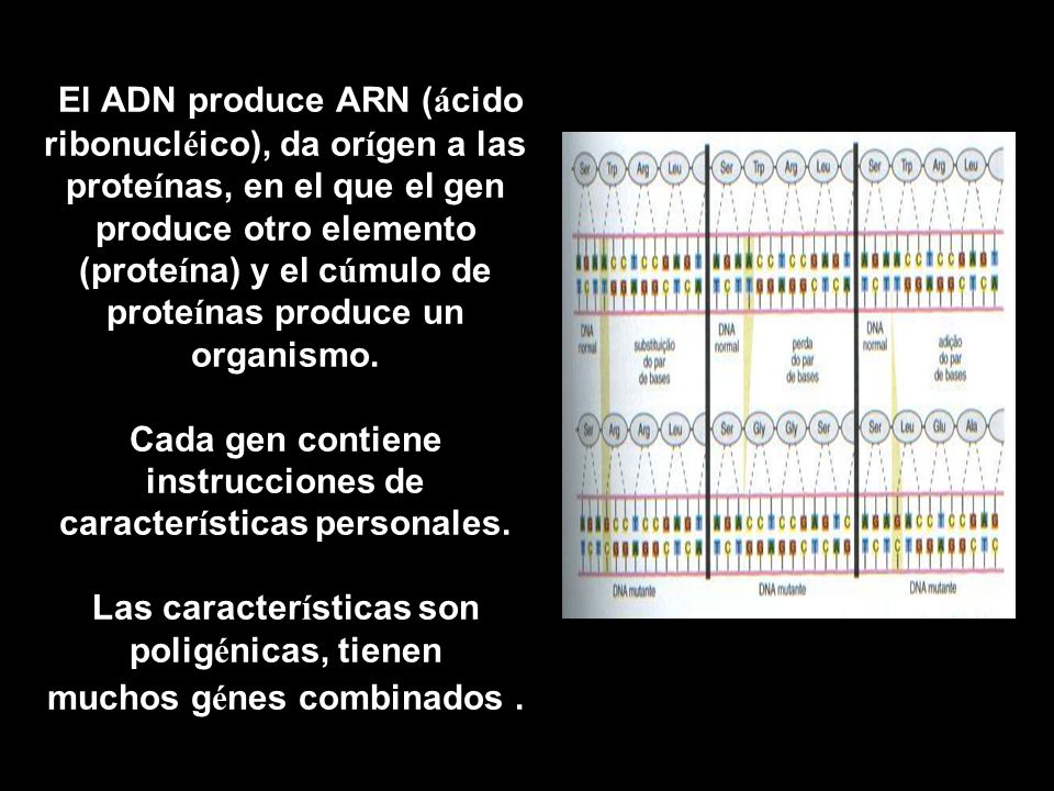 El ADN produce ARN (ácido ribonucléico), da orígen a las proteínas, en el que el gen produce otro elemento (proteína) y el cúmulo de proteínas produce un organismo.