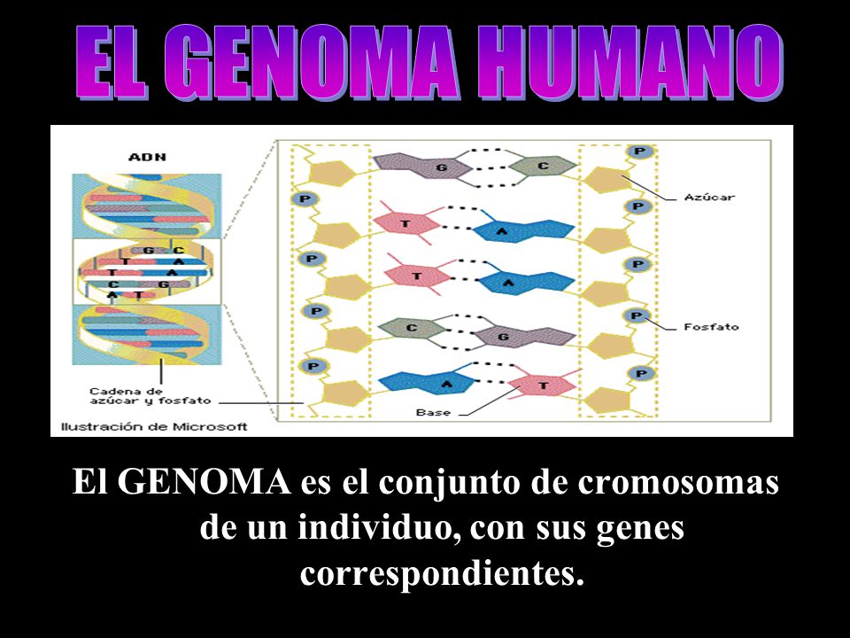EL GENOMA HUMANO El GENOMA es el conjunto de cromosomas de un individuo, con sus genes correspondientes.