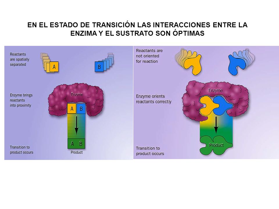EN EL ESTADO DE TRANSICIÓN LAS INTERACCIONES ENTRE LA ENZIMA Y EL SUSTRATO SON ÓPTIMAS