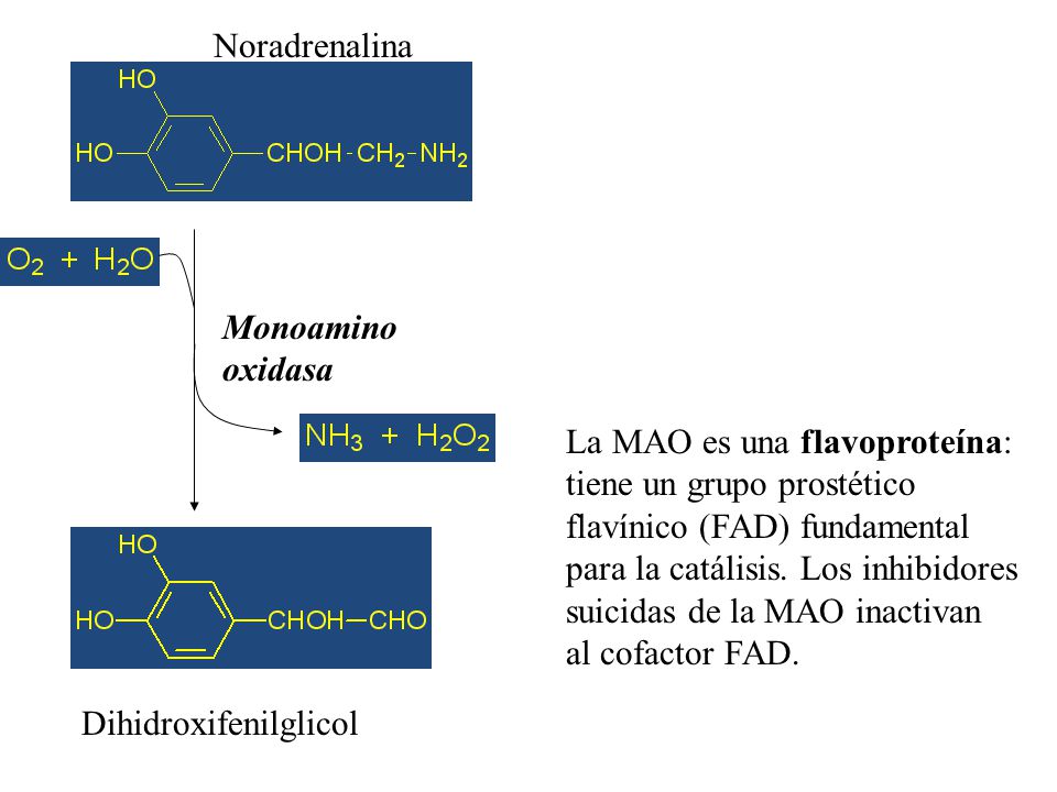 Noradrenalina Monoamino. oxidasa. La MAO es una flavoproteína: tiene un grupo prostético. flavínico (FAD) fundamental.