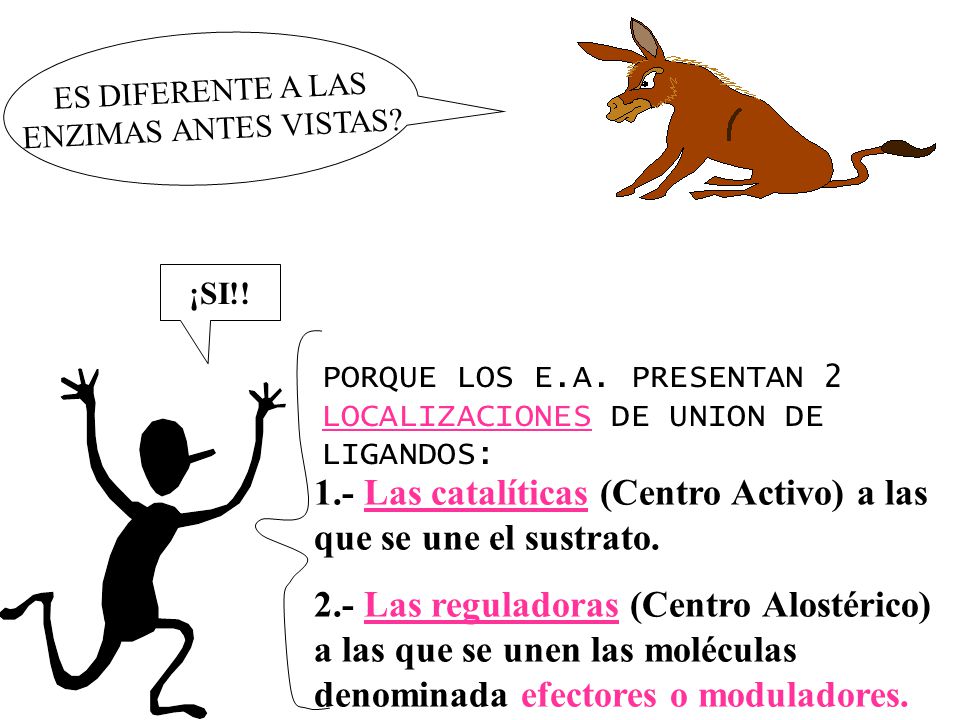 1.- Las catalíticas (Centro Activo) a las que se une el sustrato.