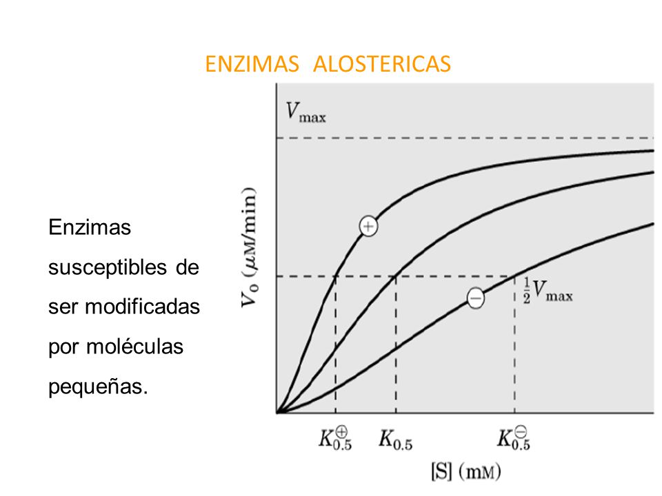 ENZIMAS ALOSTERICAS Enzimas susceptibles de ser modificadas por moléculas pequeñas.