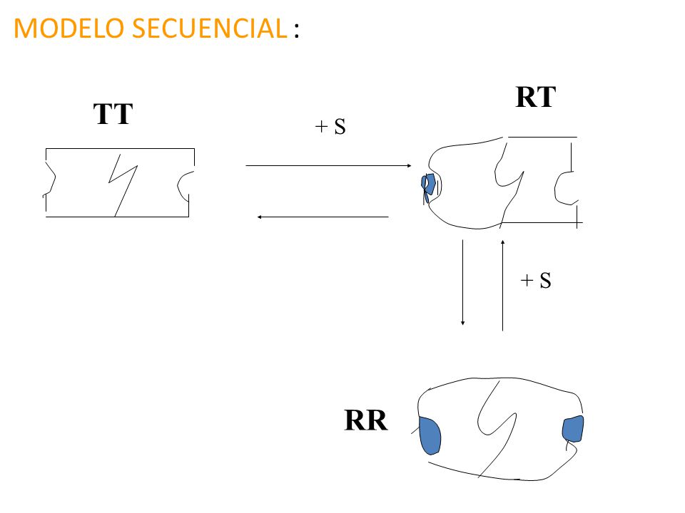 MODELO SECUENCIAL : RT TT + S + S RR
