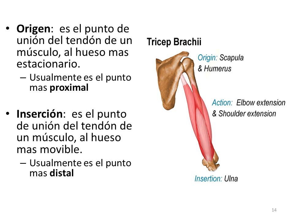Origen: es el punto de unión del tendón de un músculo, al hueso mas estacionario.