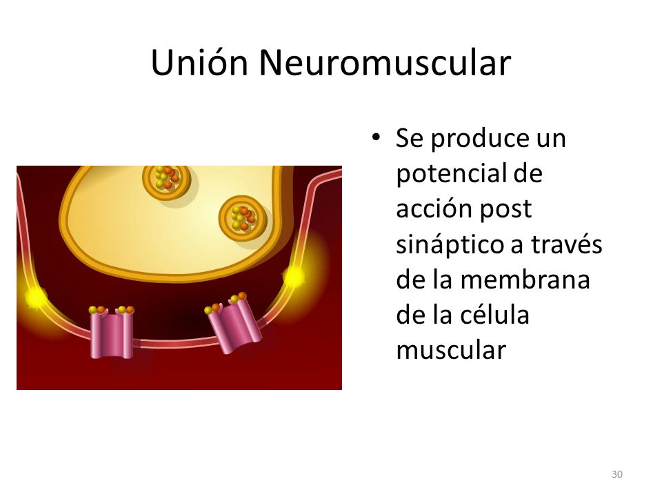 Unión Neuromuscular Se produce un potencial de acción post sináptico a través de la membrana de la célula muscular.