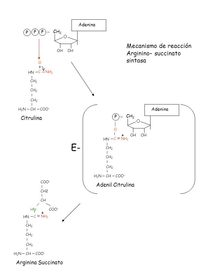 E- Mecanismo de reacción Arginino- succinato sintasa Citrulina