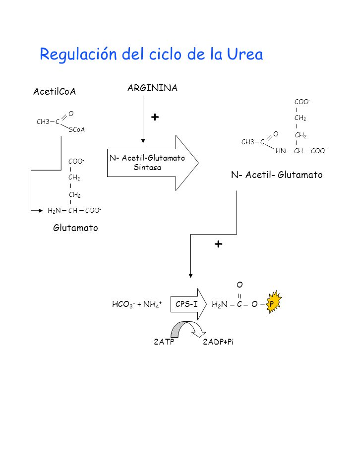 + + Regulación del ciclo de la Urea ARGININA AcetilCoA