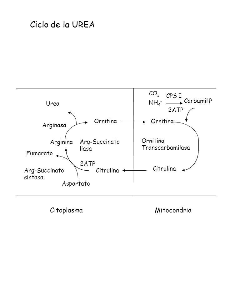 Ciclo de la UREA Citoplasma Mitocondria CO2 CPS I Urea NH4+ Carbamil P