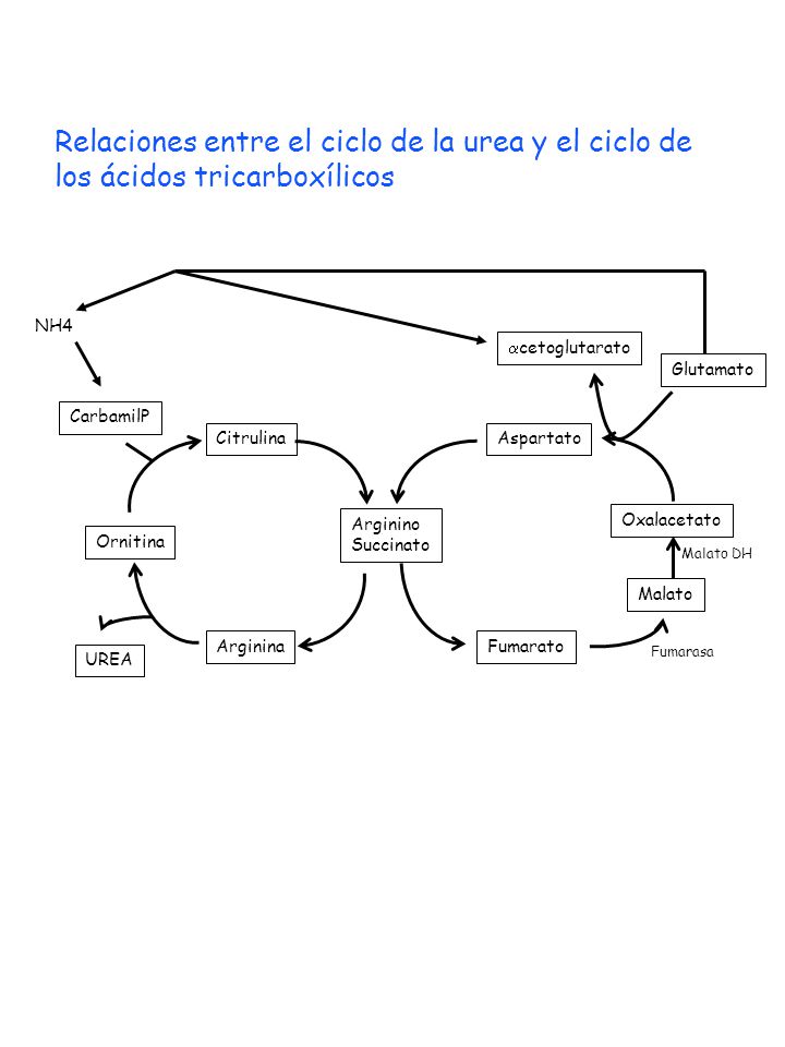 Relaciones entre el ciclo de la urea y el ciclo de