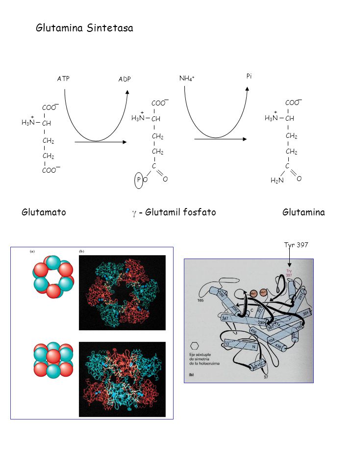 Glutamina Sintetasa Glutamato  - Glutamil fosfato Glutamina ATP NH4+