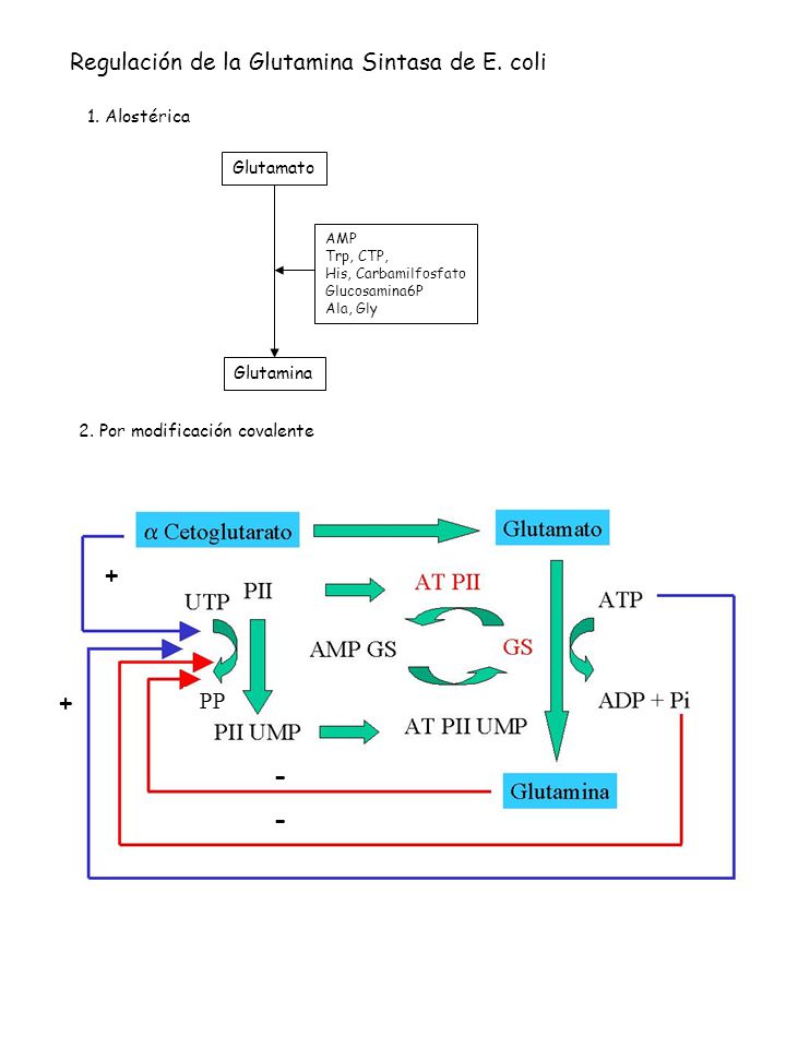 Regulación de la Glutamina Sintasa de E. coli PP 1. Alostérica