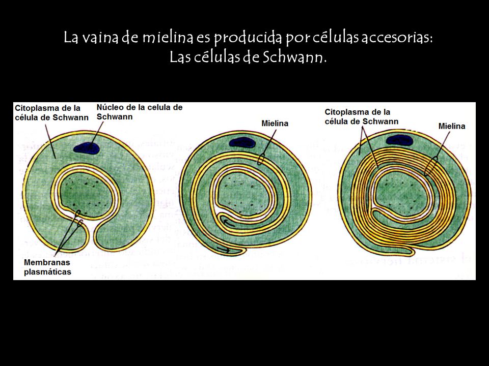 La vaina de mielina es producida por células accesorias: