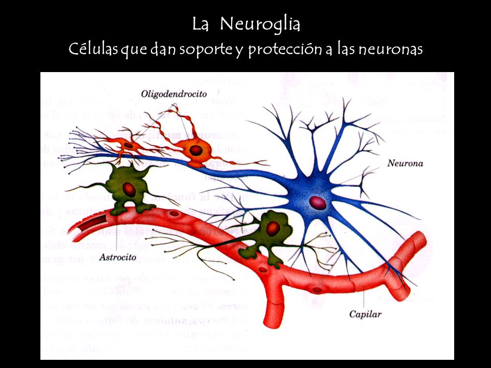 Células que dan soporte y protección a las neuronas