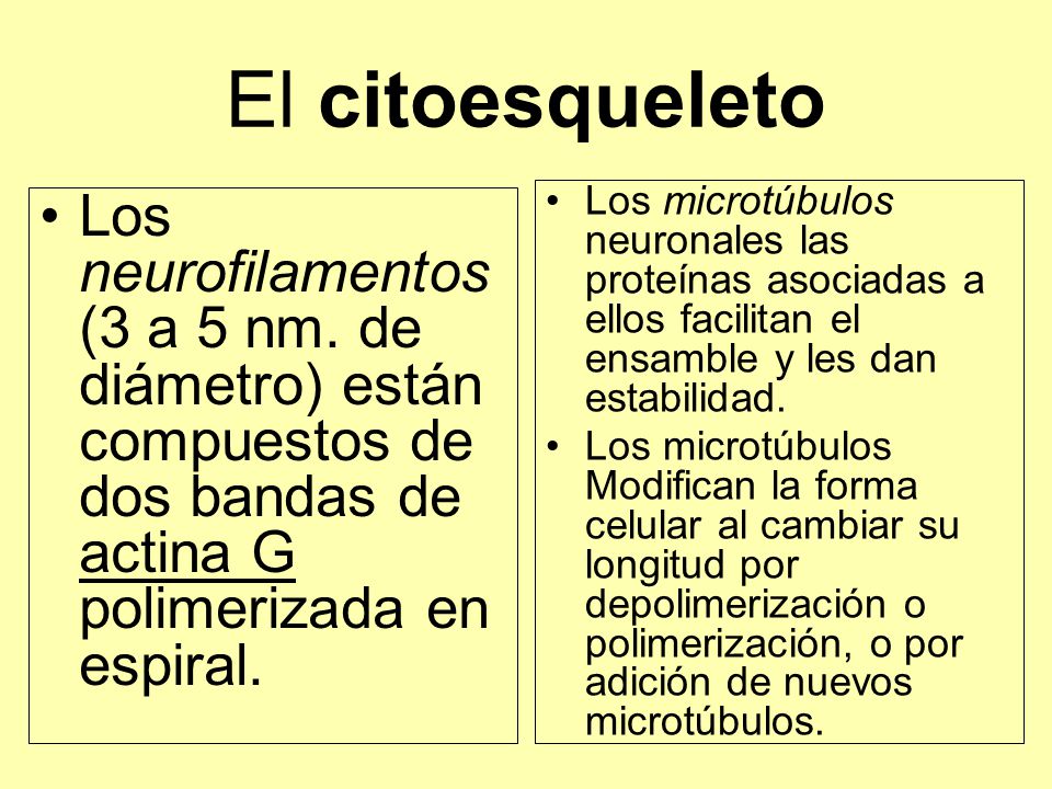 El citoesqueleto Los microtúbulos neuronales las proteínas asociadas a ellos facilitan el ensamble y les dan estabilidad.