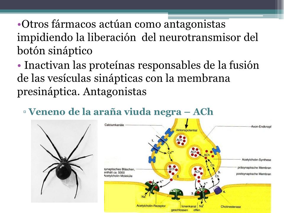 Otros fármacos actúan como antagonistas impidiendo la liberación del neurotransmisor del botón sináptico