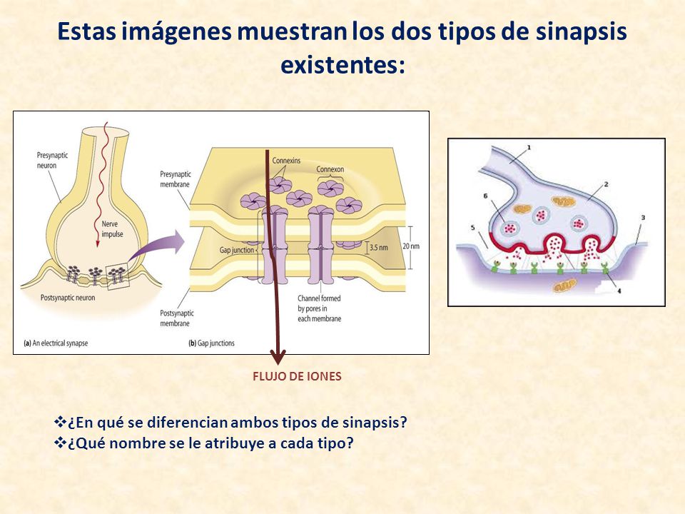 Estas imágenes muestran los dos tipos de sinapsis existentes: