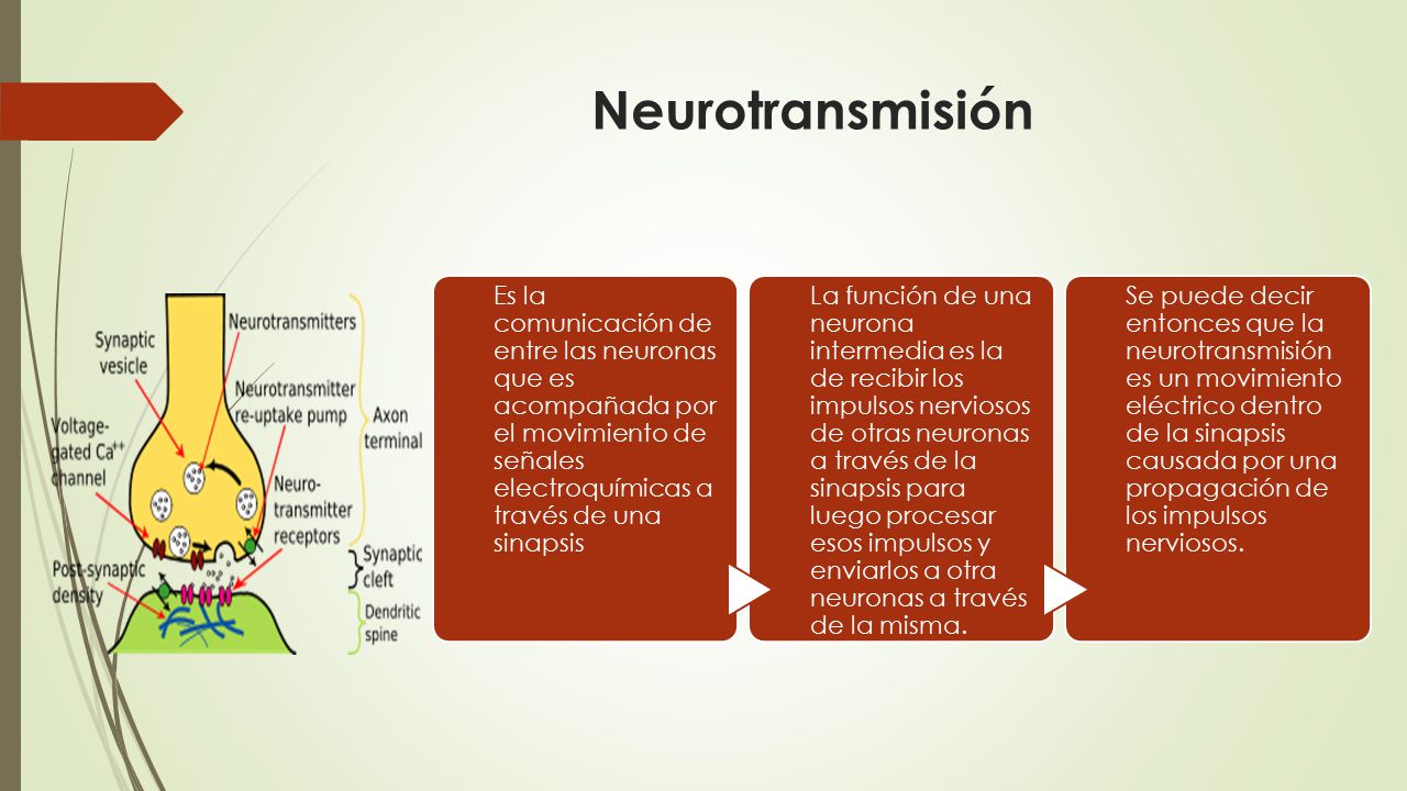 Neurotransmisión Es la comunicación de entre las neuronas que es acompañada por el movimiento de señales electroquímicas a través de una sinapsis.