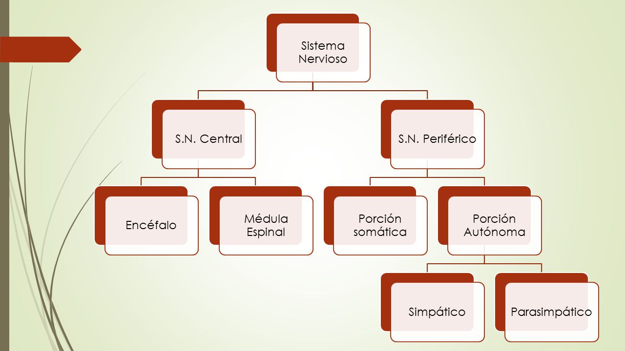 Sistema Nervioso S.N. Central. Encéfalo. Médula Espinal. S.N. Periférico. Porción somática. Porción Autónoma.