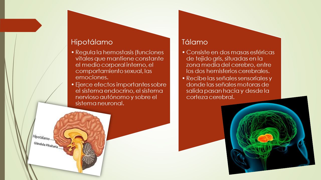 Hipotálamo Regula la hemostasis (funciones vitales que mantiene constante el medio corporal interno, el comportamiento sexual, las emociones.