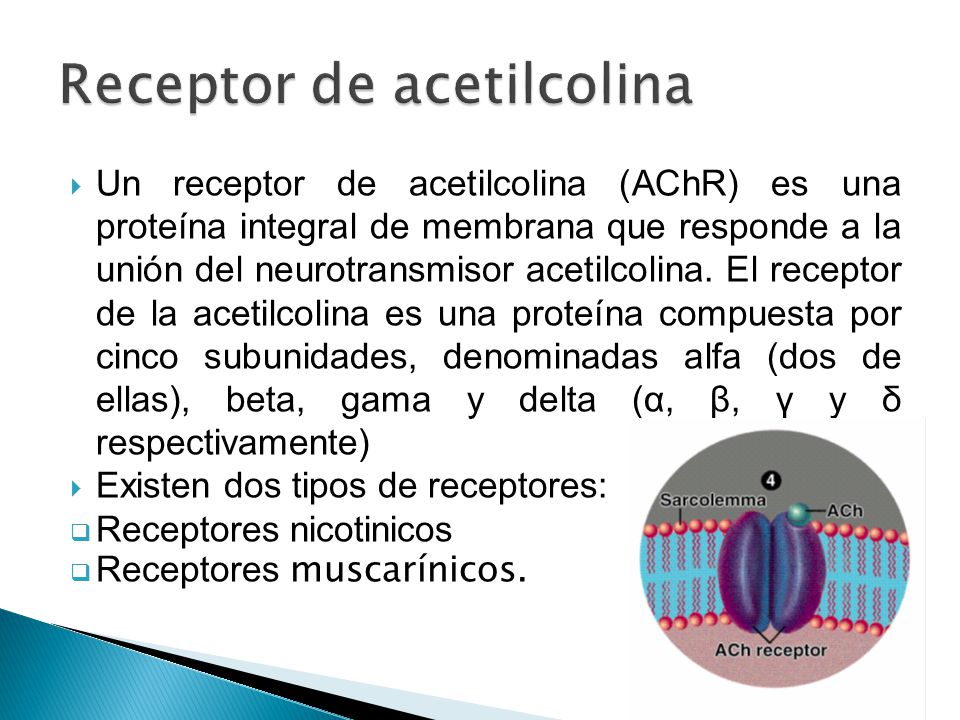 Receptor de acetilcolina