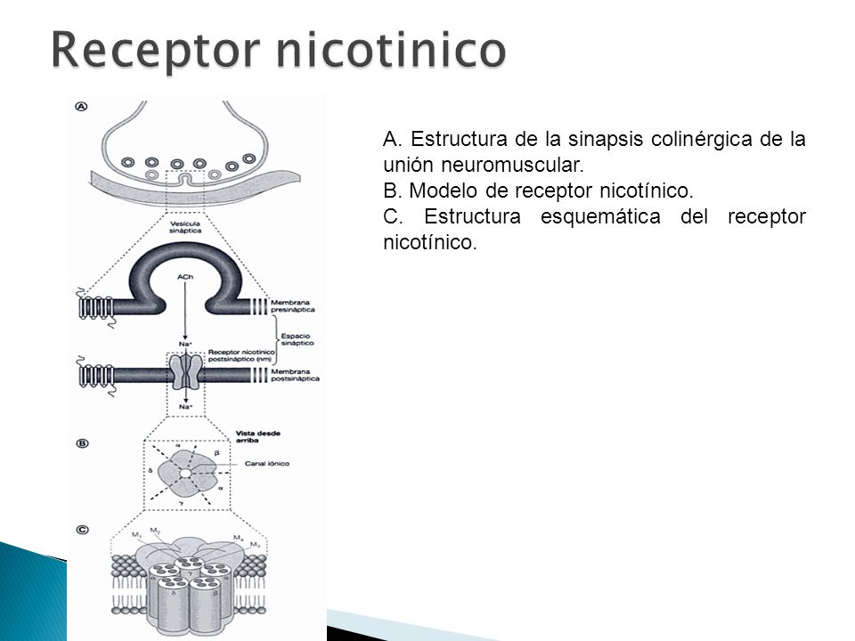 Receptor nicotinico A. Estructura de la sinapsis colinérgica de la unión neuromuscular. B. Modelo de receptor nicotínico.