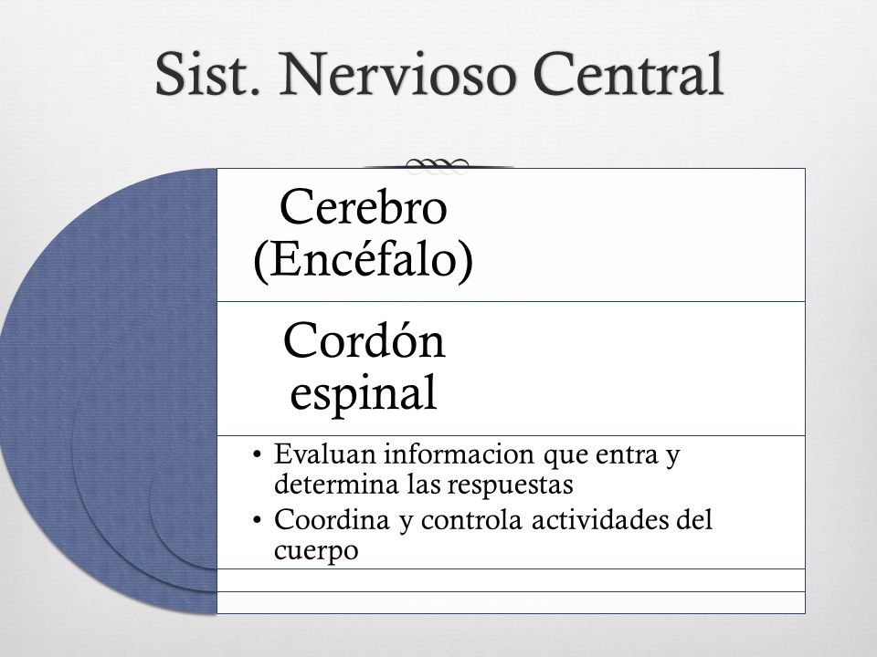 Sist. Nervioso Central Cerebro (Encéfalo) Cordón espinal. Evaluan informacion que entra y determina las respuestas.