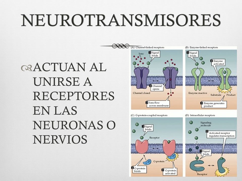 NEUROTRANSMISORES ACTUAN AL UNIRSE A RECEPTORES EN LAS NEURONAS O NERVIOS