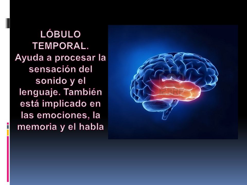 LÓBULO TEMPORAL. Ayuda a procesar la sensación del sonido y el lenguaje.