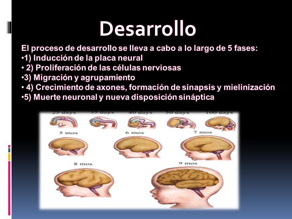 Desarrollo El proceso de desarrollo se lleva a cabo a lo largo de 5 fases: 1) Inducción de la placa neural.
