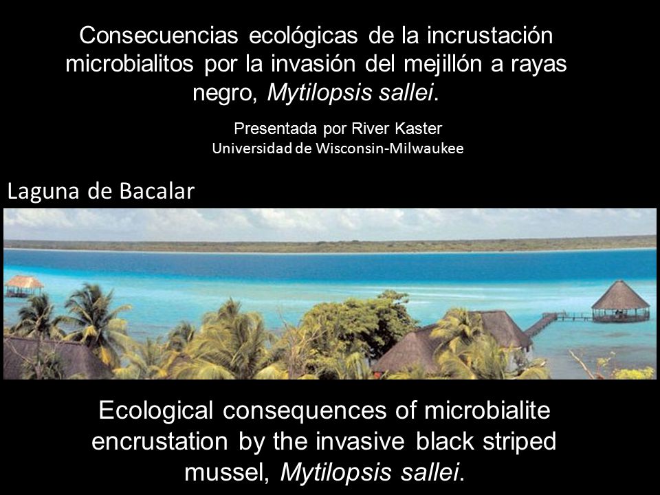Consecuencias ecológicas de la incrustación microbialitos por la invasión del mejillón a rayas negro, Mytilopsis sallei.
